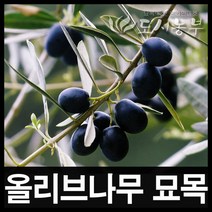 올리브(만자닐로) 5치포트/묘목/나무/도시농부