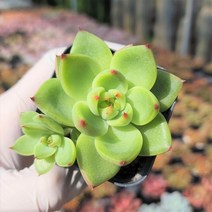 그리너리농장 다육이모음 다육식물 선인장 농장직송 국민다육이, C10.블루드래곤, 1개