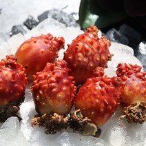 더꽃게 제철 통영 활 멍게 1kg 자연산 꽃멍게 비단 회, 1개