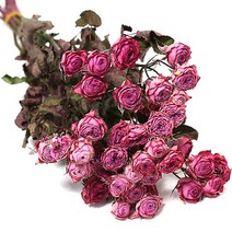 미니장미 드라이플라워 분홍 장미 10송이