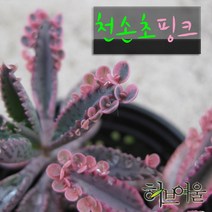 [허브여울불사조] 천손초 핑크 (불사조핑크) 지름 9cm 소품 다육화분, 1개