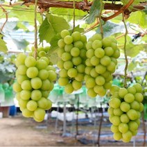 <주주옷짱> 엄마는 농부 샤인머스켓 달콤하고 씨없는 망고포도 1kg, 샤인머스켓1kg” class=”wr-img”></a></div></p></div></p></div></p></div><div class=