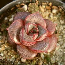 홍대화금 예쁜다육 소품랜덤발송 0109-97, 단품, 1개