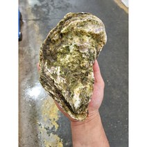 산지직송 통영굴 개체굴 삼배체 바위굴 벚굴1kg, 삼배체(1kg), 1개