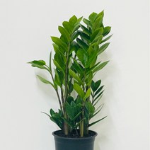 앙플랜트 금전수 돈나무 공기정화식물 중품 40cm, 1개