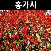 홍가시/레드로빈 나무 묘목 키50cm내외 포트3개/정원/공원/조경수