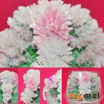 사이언샵 요소결정나무만들기(5인세트)/모세관현상/증발