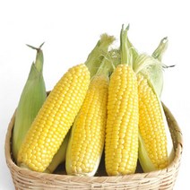 [냉동]귀한분께 선물하는 최상품 달고나 초당 옥수수/미니/특품2가지, 미니초당14센티내외15개