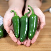 산지직송 강원도 햇 파프리카 할라피뇨 당조고추 가지고추 1kg, 할라피뇨 1kg