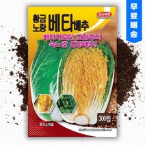 씨앗팜 황금 노랑 베타 배추 씨앗 종자 300립 베타카로틴 고함유 속노랑 배추 씨, 1개