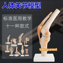 무릎관절 피규어 인대 인체골격 교습 의료용 기능 전시 가동관절 어깨경부 척추Guoijz 증