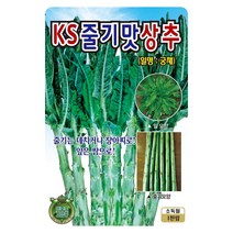 궁채씨앗 1천립 줄기상추씨앗 궁채 씨앗 대장 KS종묘, 1개