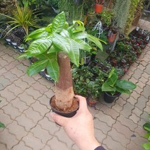 5500 파키라 몽둥이 25~35cm, 1개