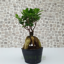 도희씨네 정원>> 소형분재 느낌의 인삼펜다 159″ class=”wr-img”></a></div>
</p></div>
</p></div>
</p></div>
<div class=