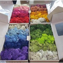 스칸디아모스 그라데이션모스 500g(1박스) 공기정화식물 천연이끼 취미클래스 DIY 학교수업 재료, 그라데이션옐로
