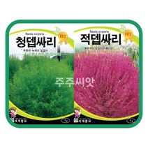 주주씨앗 댑싸리 씨앗 1g 2종 / 코키아 종자 꽃씨몰 씨앗 청뎁싸리 적뎁싸리 Kochia, 1개