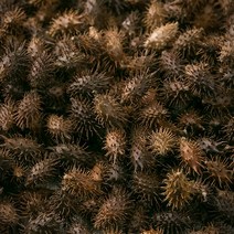 신토불이 국산 약초 도꼬마리(창이자) 600g, 12XQ_국산도꼬마리(창이자)600g