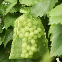 과일망10pcs 정원 야채 과일 성장 가방 식물 보호 그물망, 그린, 10개