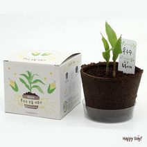 학습 채소밭 마당 화분 재배 키우기 씨앗 베란다 친환경 키트 텃밭 어린이 옥상 미니, 상세페이지 참조5, 상추