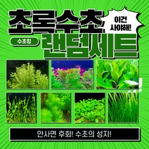 [수초킹] 초록수초 랜덤 세트, 초록 4종세트(약10-15촉)