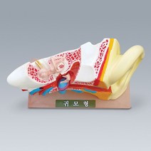 귀의 구조모형 B형 (합성수지제품) a-6266 귀모형