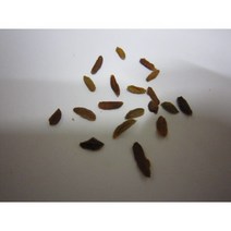 라일락씨앗25g(1000립)