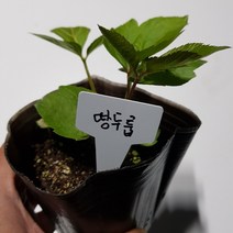 [모종모종]땅두릅 모종(큰컵) 땅두룹 2년생