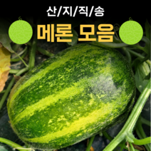 산지직송 파파야 메론 멜론 개구리 참외 양구 백자 설향메론 2kg 5kg 10kg, 3.양구 메론_5kg