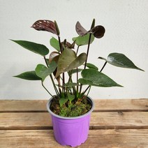 10~25cm 안스리움초코 검정꽃 129