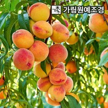 복숭아나무 유실수 가림원예조경, 엘바트(황도) R2~3cm 결실주