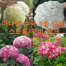 [2024년 3월 출고] 아나벨 수국 모음! 핑크 루비 스트롱 C3 포트묘, 스트롱 아나벨 C2 포트묘, 1개