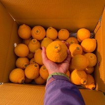 제주 한라봉 가정용 선물용 3kg 5kg, 노지한라봉 못난이 가정용 5kg