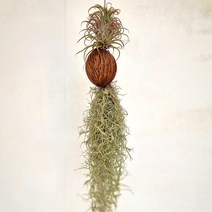 러브코리아 야자수염 수염틸란드시아(소) 키우기 쉬운 실내 공기청정 도매 화원 식물 화초, 단품
