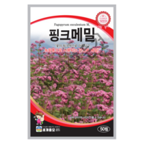 꽃씨 핑크메밀 50립 꽃이 핑크색으로 아름답고 녹화용으로 사용되는 관상메밀씨앗