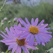 개미취 꽃 씨앗 야생화 꽃씨 종자 품종 정원 1000립, 쿠팡 다팔자 본상품선택, 단품
