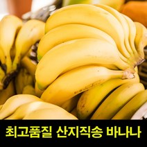 바나나13kg 바나나구매 바나나1송이 고씨네 바나나가격 바나나도매 바나나판매 수입바나나 바나나주스 특급, 13kg