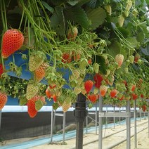 딸기 고설 재배 자재 배드받침대