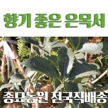 대한조경농원 은목서 (2~3년생-H0.3이상), 은목서 (1그루)