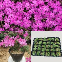 [지선원 야생화농원] 꽃잔디 40본 야생화 꽃모종 키우기, 1개