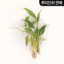스파트필름
