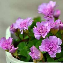 [초화]옥살리스(사랑초)-팜팜(더블핑크)