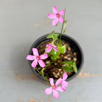 가꾸다 분재사랑초 목사랑초 참사랑초 흰꽃 분홍꽃, 흰