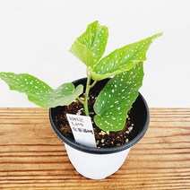 꽃나무팜 베고니아 소요카제 소품 향기 베고니아 연중개화 달달한향기 무늬 수입 희귀식물 반그늘