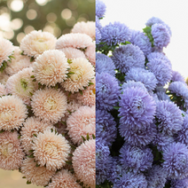 과꽃 레이디코럴 샤모아/라벤더 절화 (꽃씨앗/10립) Aster lady coral, 샤모아