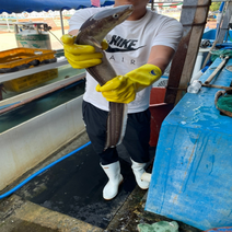 삼대장어 손질 민물장어(자포니카)1kg(실중량600g내외), 단품