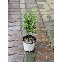 무배특가 로즈마리 외목대 중형 35-50cm 99, 1개