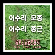 어수리 60주 어수리모종 어수리씨앗재배