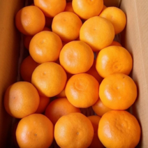 제주 천혜향 상품 가정용 못난이 선물 서귀포, 3kg(대/11-14과)