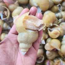 골뱅이무침 골빔면 숙회 횟감 자연산 활 백고동 소 중 대 특대 1kg, 특대 6-12미 1kg