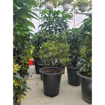 만냥금 공기정화식물259